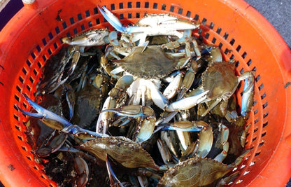 Pautzke’s Blue Crab Fuel – product detail