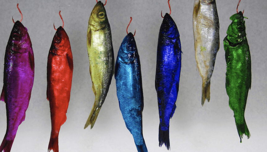 Pautzke’s Fire Brine – product detail